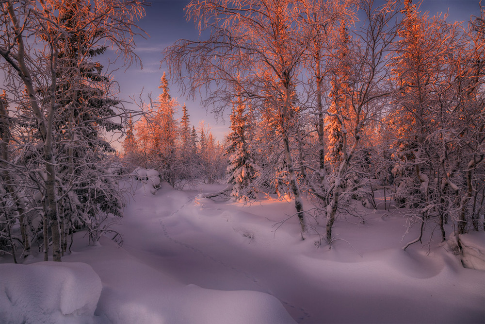 Фотографія Рождественская сказка / Evgeny Kuzhilev / photographers.ua
