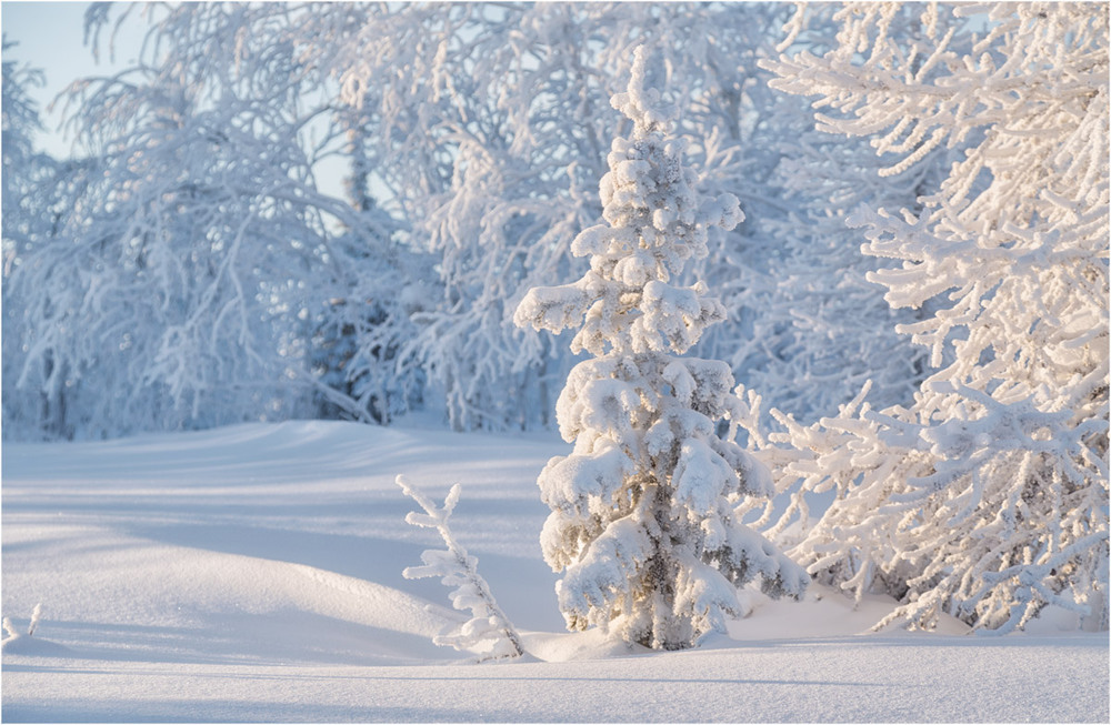 Фотографія Маленькой ёлочке холодно зимой... / Evgeny Kuzhilev / photographers.ua