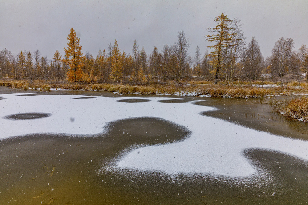 Фотографія Первый снег / Evgeny Kuzhilev / photographers.ua