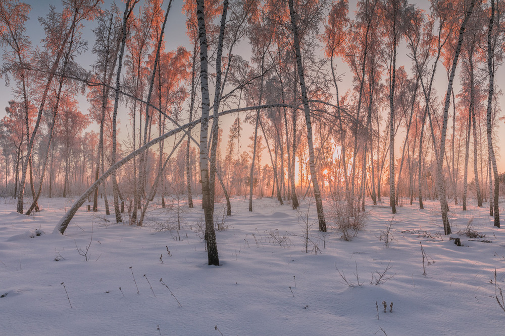 Фотографія Мишки в лесу / Evgeny Kuzhilev / photographers.ua