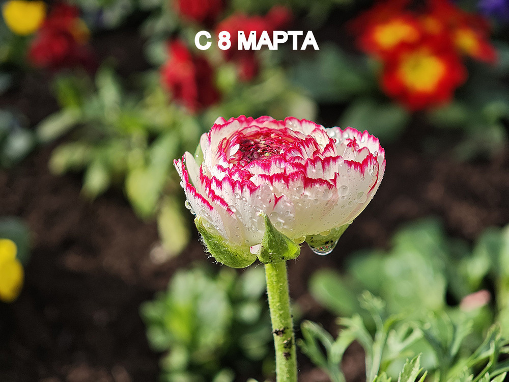 Фотографія Макро / Igor Gomelskyy / photographers.ua