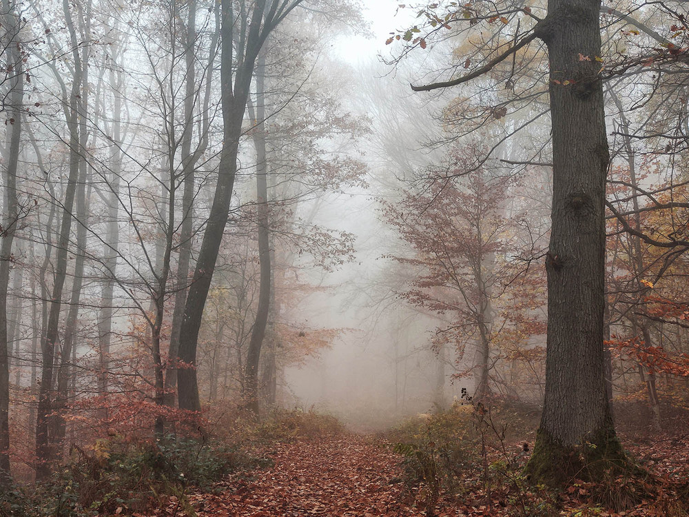 Фотографія ---- / IgorG. / photographers.ua