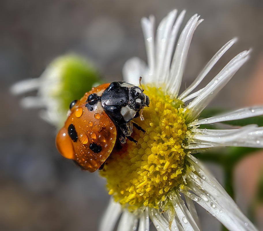 Фотографія ------- / IgorG. / photographers.ua