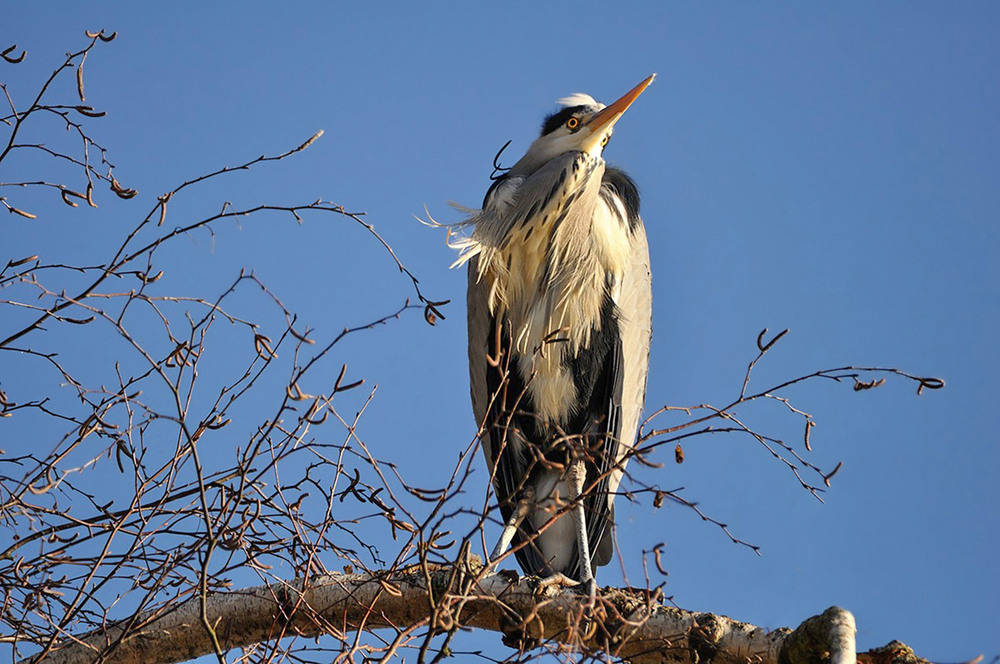 Фотографія Животные / Igor Gomelskyy / photographers.ua