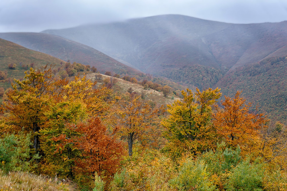 Фотографія В Карпатах На высоте около 1700м. / Igor Gomelskyy / photographers.ua