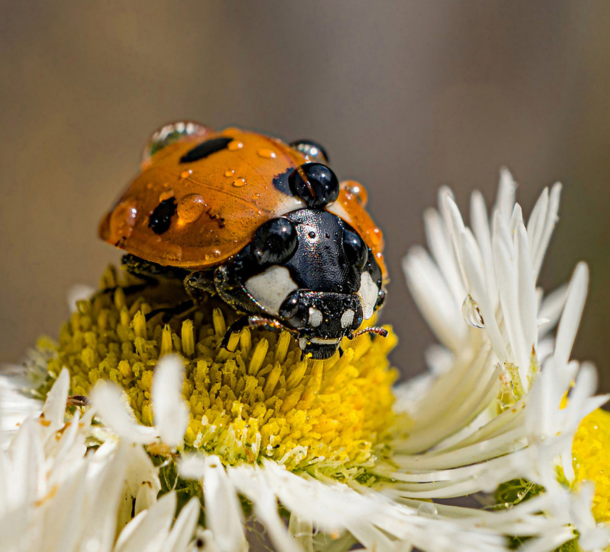 Фотографія Макро / Igor Gomelskyy / photographers.ua