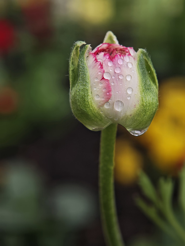 Фотографія Гламур / Igor Gomelskyy / photographers.ua