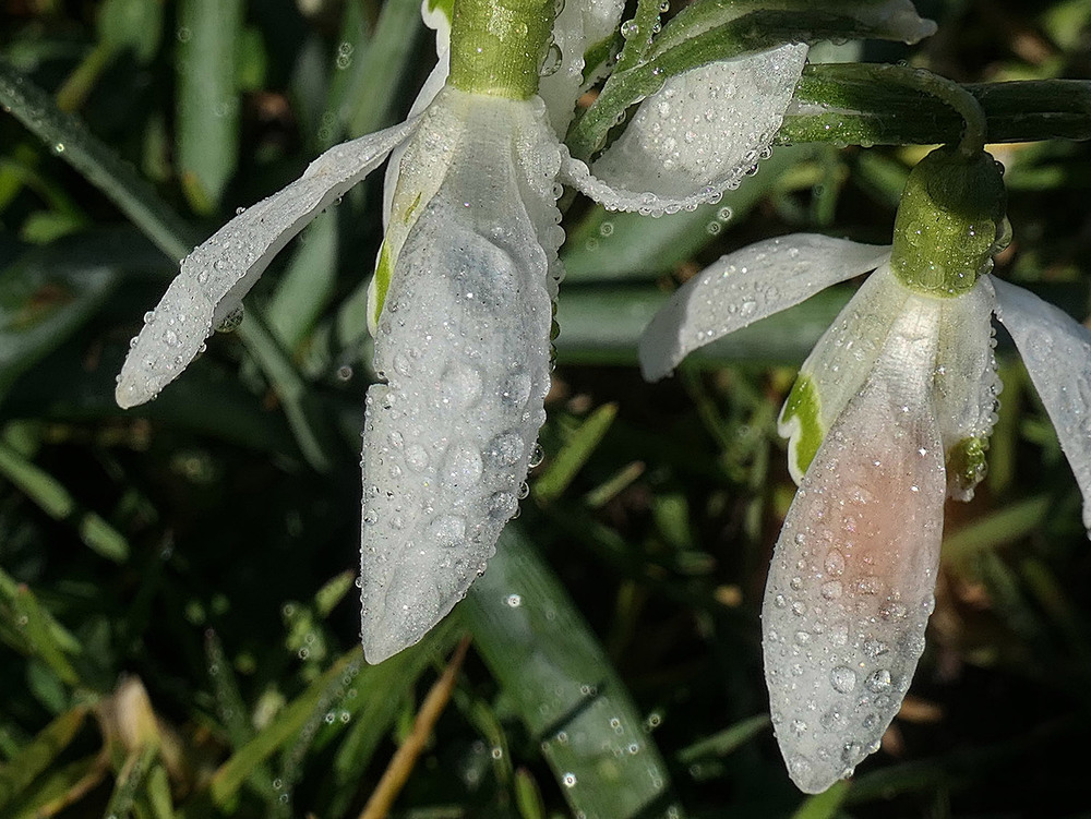 Фотографія Макро / Igor Gomelskyy / photographers.ua
