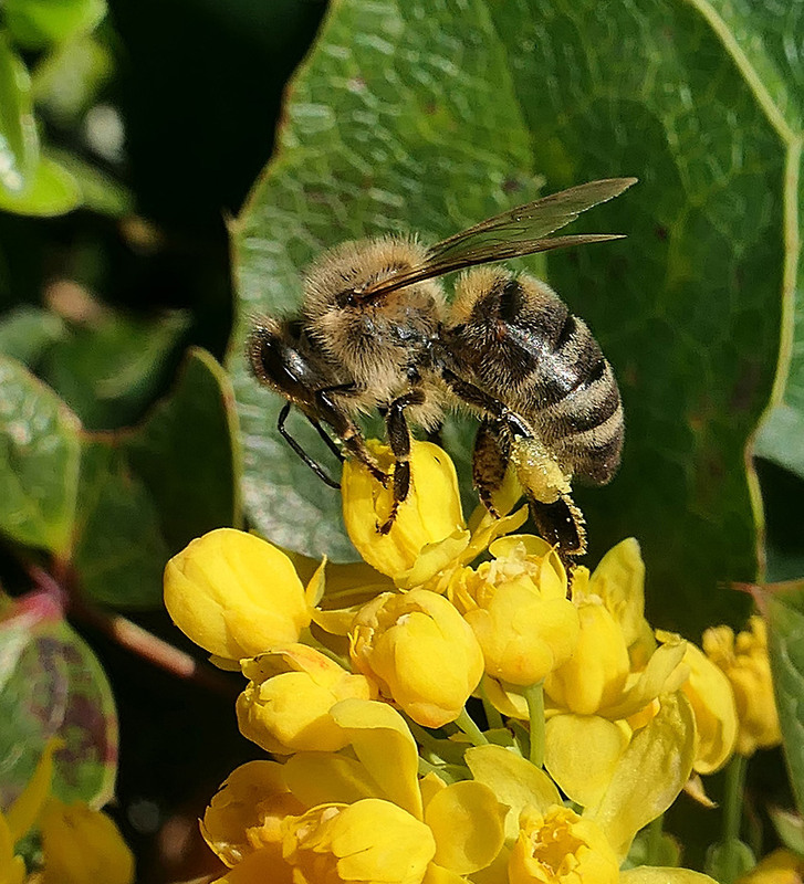 Фотографія Макро / Igor Gomelskyy / photographers.ua