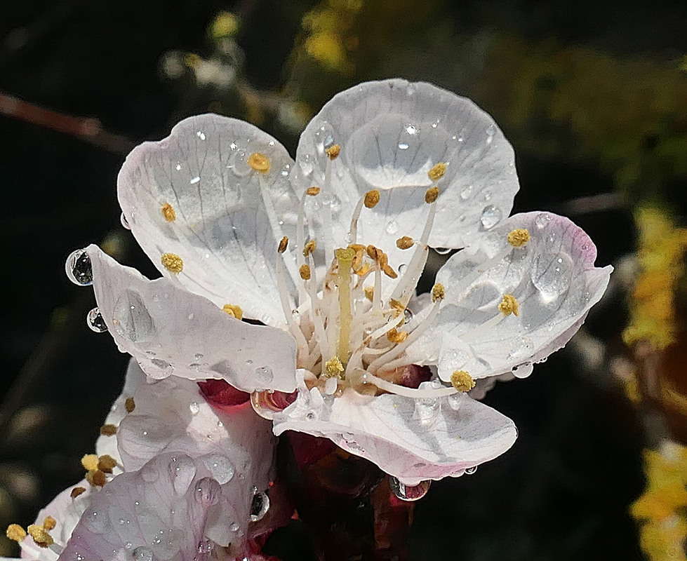 Фотографія Пришла весна! / Igor Gomelskyy / photographers.ua