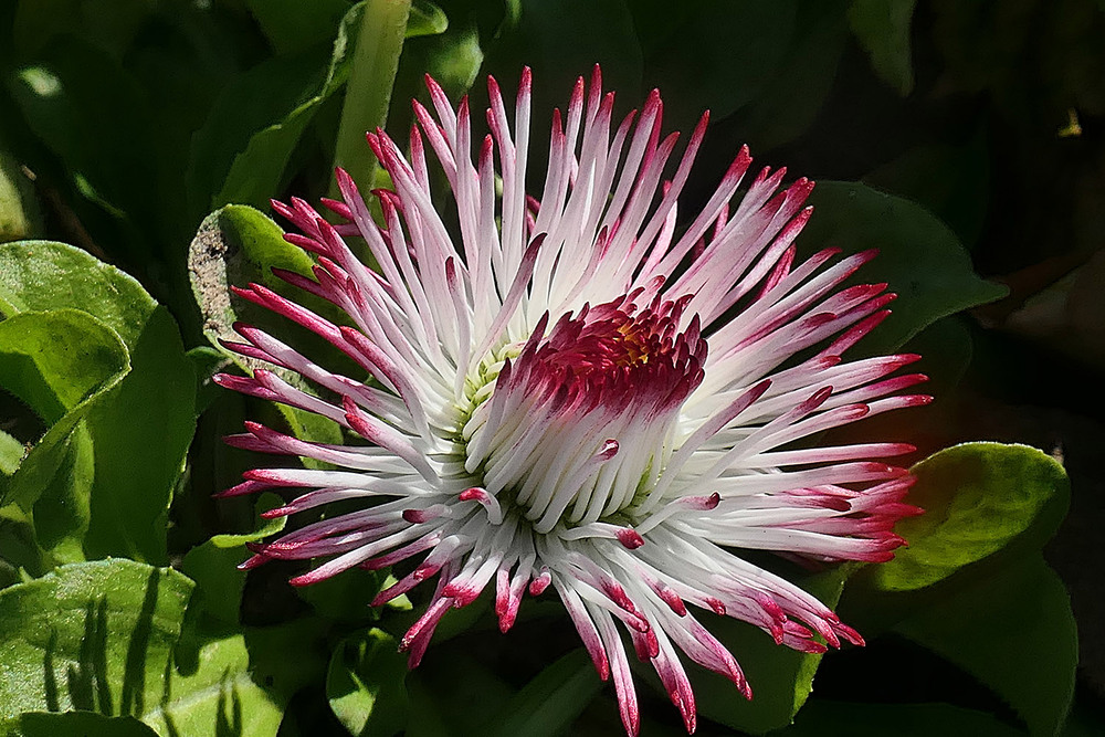 Фотографія Макро / Igor Gomelskyy / photographers.ua