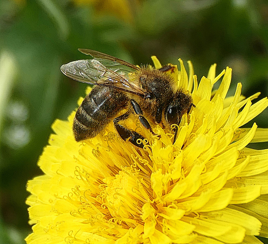Фотографія Макро / Igor Gomelskyy / photographers.ua