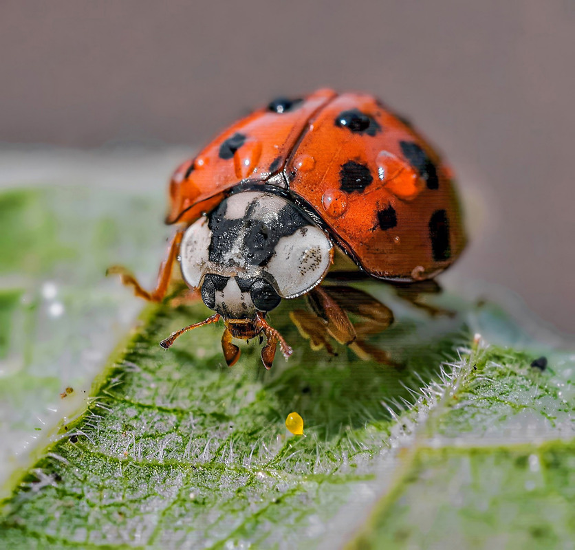 Фотографія Макро / Igor Gomelskyy / photographers.ua