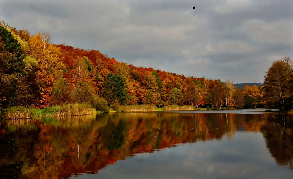 Фотографія Рыжая осень / Igor Gomelskyy / photographers.ua