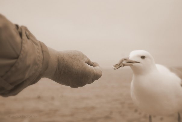 Фотографія Скупой протянутой рукой кормлю я птицу - ведь она, такая же голодная, как я... / Victoriya Adamova / photographers.ua