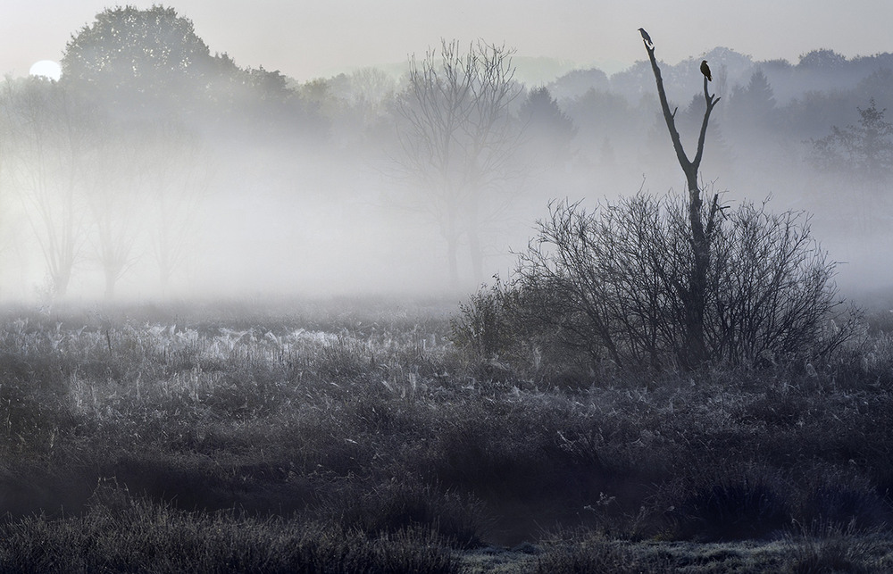 Фотографія A foggy morning / Danny Vangenechten / photographers.ua