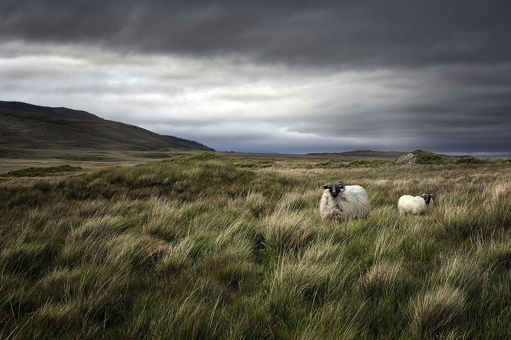 Фотографія Irish Pastorale / Danny Vangenechten / photographers.ua