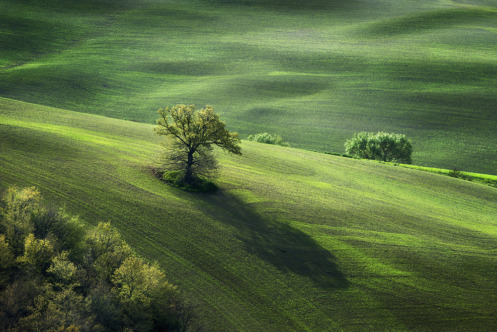 Фотографія Pastorale in Green / Danny Vangenechten / photographers.ua