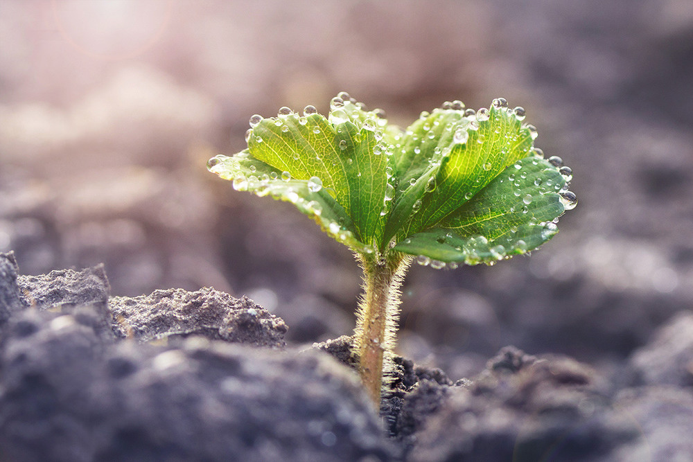 Фотографія Первый к солнцу / Галина Максимчик / photographers.ua