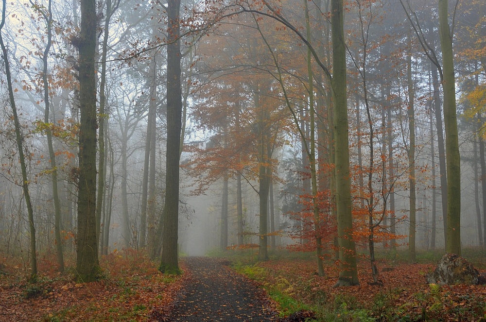 Фотографія Fog in the forest. / Johny Hemelsoen / photographers.ua