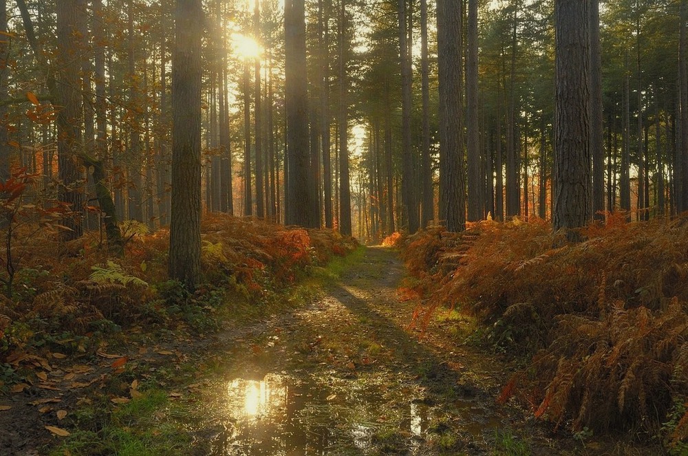 Фотографія Пейзаж / Johny Hemelsoen / photographers.ua