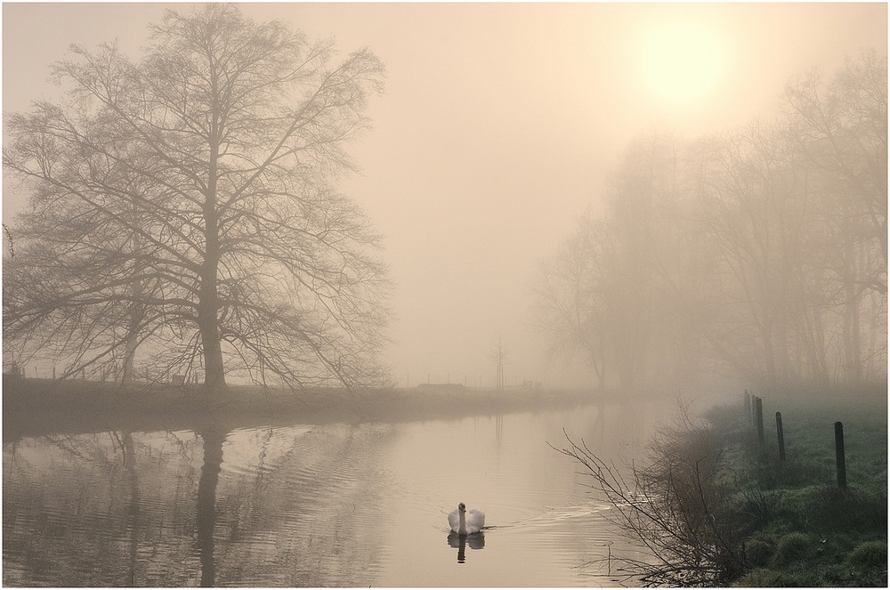 Фотографія Swan in the fog. / Johny Hemelsoen / photographers.ua