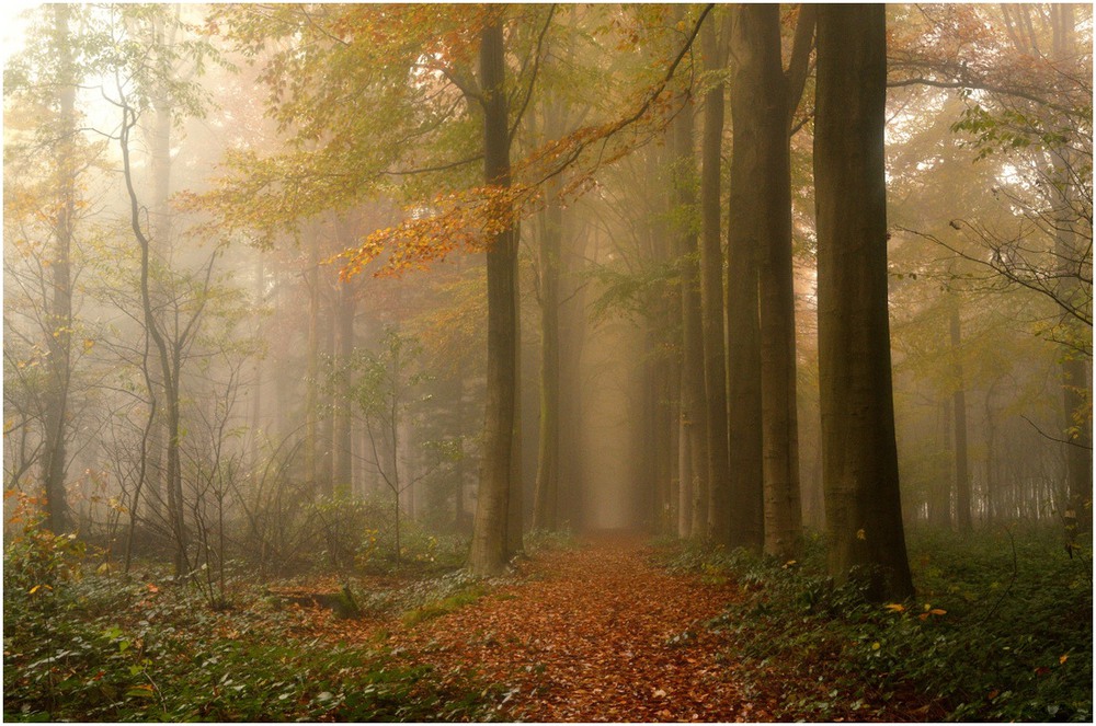 Фотографія Autumn walk in the forest / Johny Hemelsoen / photographers.ua