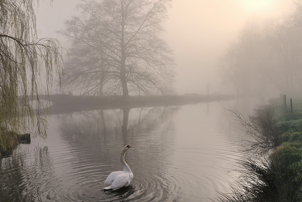 Фотографія A foggy spring morning. / Johny Hemelsoen / photographers.ua