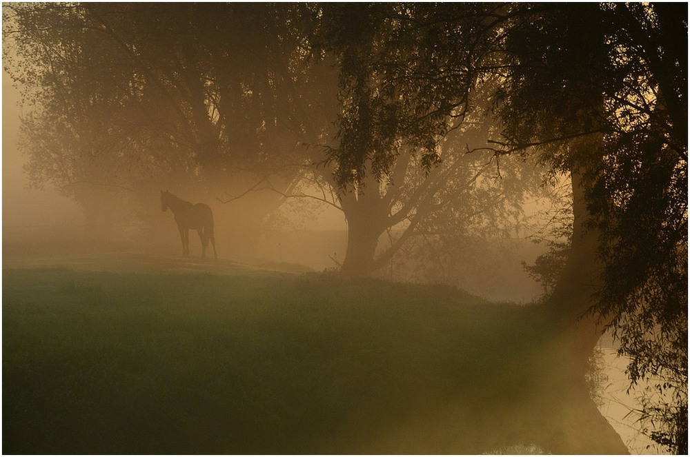 Фотографія Horse in the fog. / Johny Hemelsoen / photographers.ua