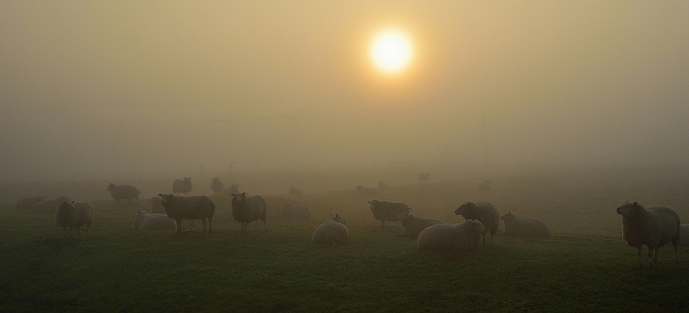 Фотографія Sheep in the morning. / Johny Hemelsoen / photographers.ua