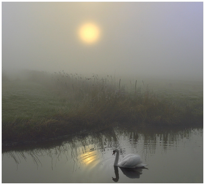 Фотографія Swan in the fog. / Johny Hemelsoen / photographers.ua