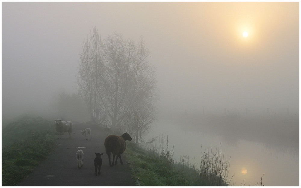 Фотографія Sheep in  the foggy morning. / Johny Hemelsoen / photographers.ua