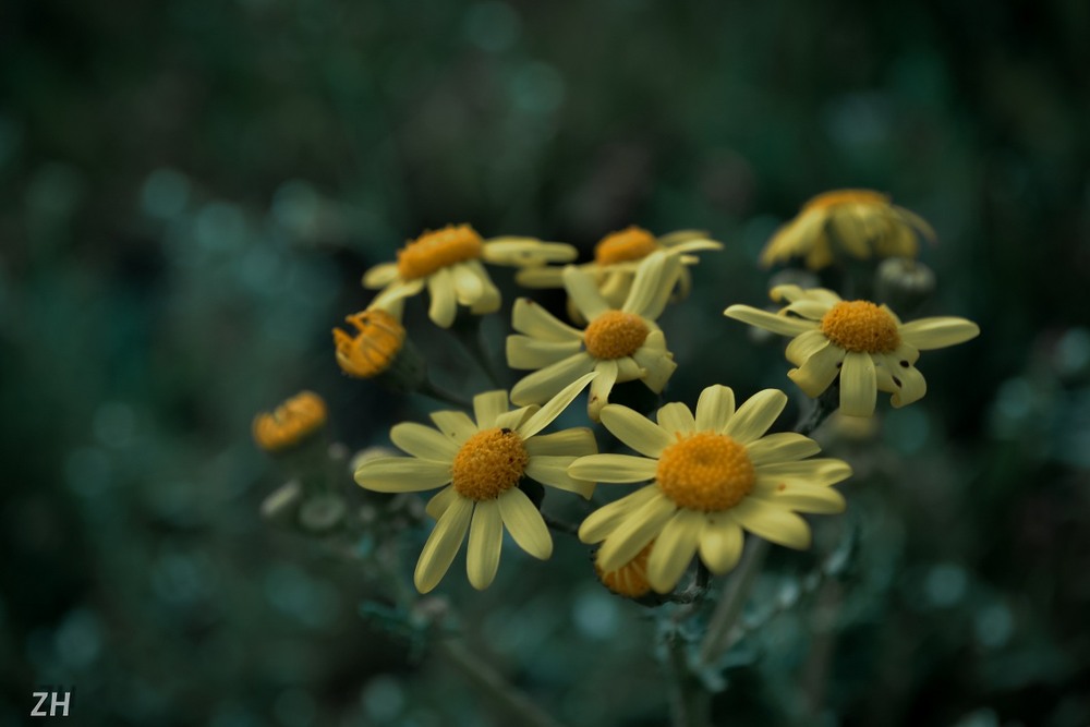 Фотографія Макро / Жушман Дмитрий / photographers.ua