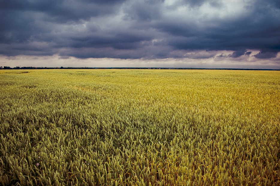 Фотографія Перед грозой / Жушман Дмитрий / photographers.ua