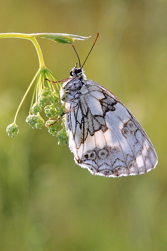 Фотографія Макро / Сергей Яковлев / photographers.ua