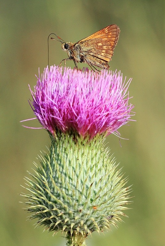 Фотографія Макро / Сергей Яковлев / photographers.ua