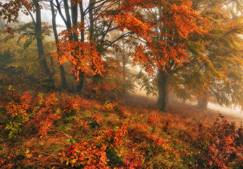 Фотографія туманний ліс / Сергій Нестерчук / photographers.ua