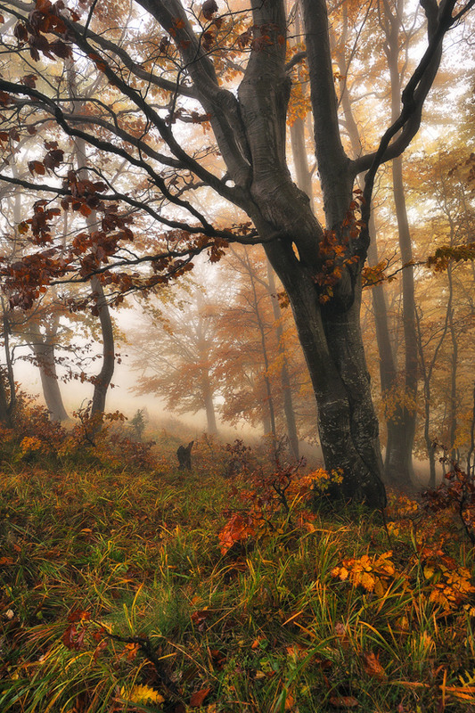 Фотографія осінній ліс / Сергій Нестерчук / photographers.ua