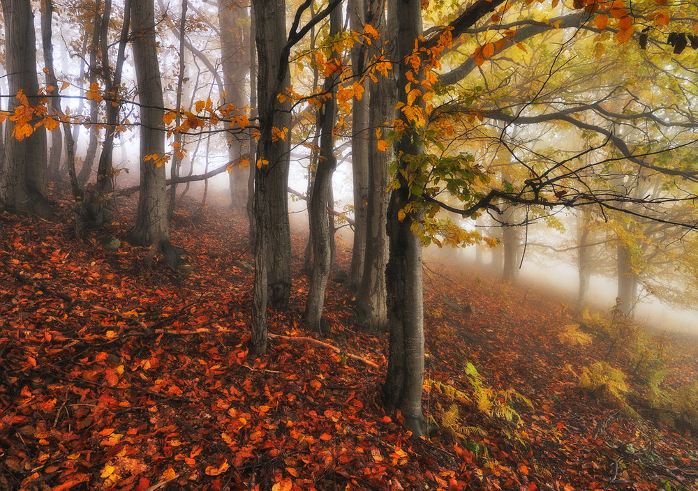Фотографія осінній ліс / Сергій Нестерчук / photographers.ua