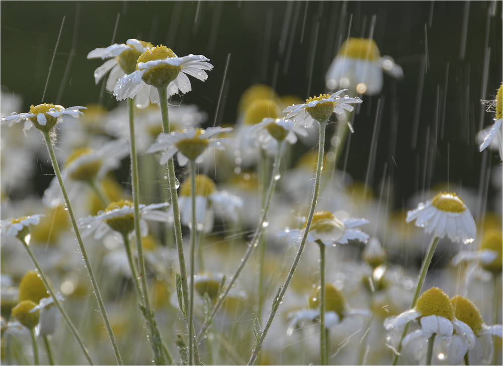 Фотографія что-то про плач дождя / Дмитрий Колисниченко / photographers.ua