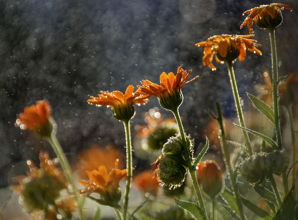 Фотографія Утренние цветы тянутся к солнцу... / Дмитрий Колисниченко / photographers.ua