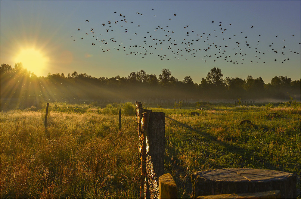 Фотография Одним летним утром, когда птицы потянулись к солнцу... / Дмитрий Колисниченко / photographers.ua