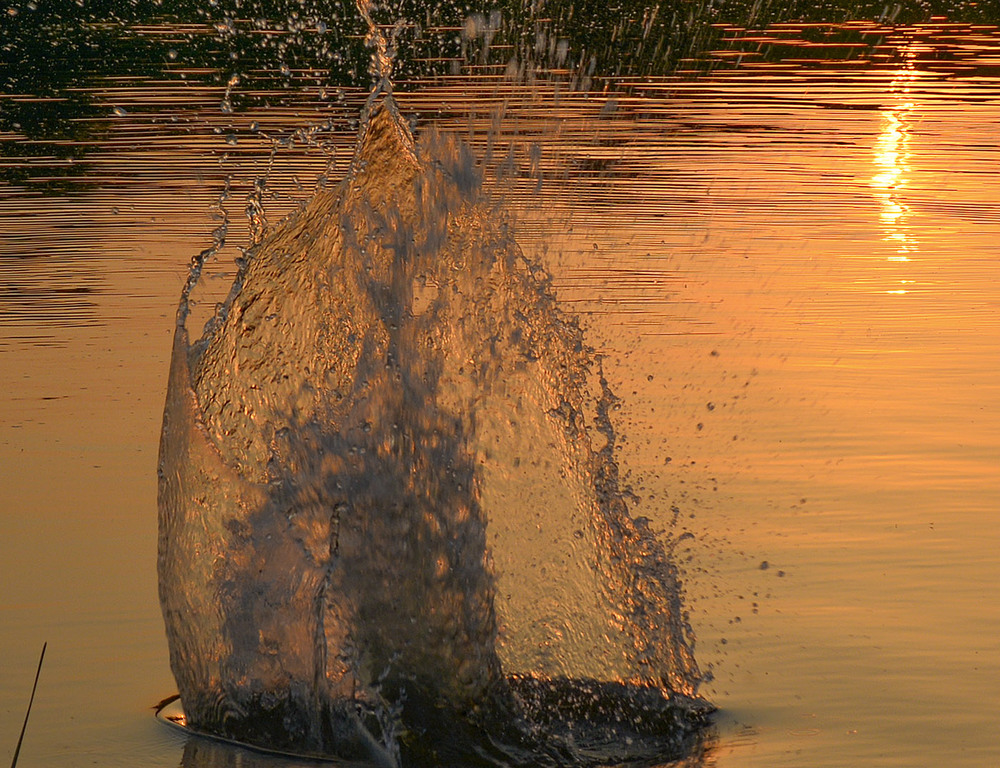 Фотографія Фигура из воды: Медный всадник! / Дмитрий Колисниченко / photographers.ua