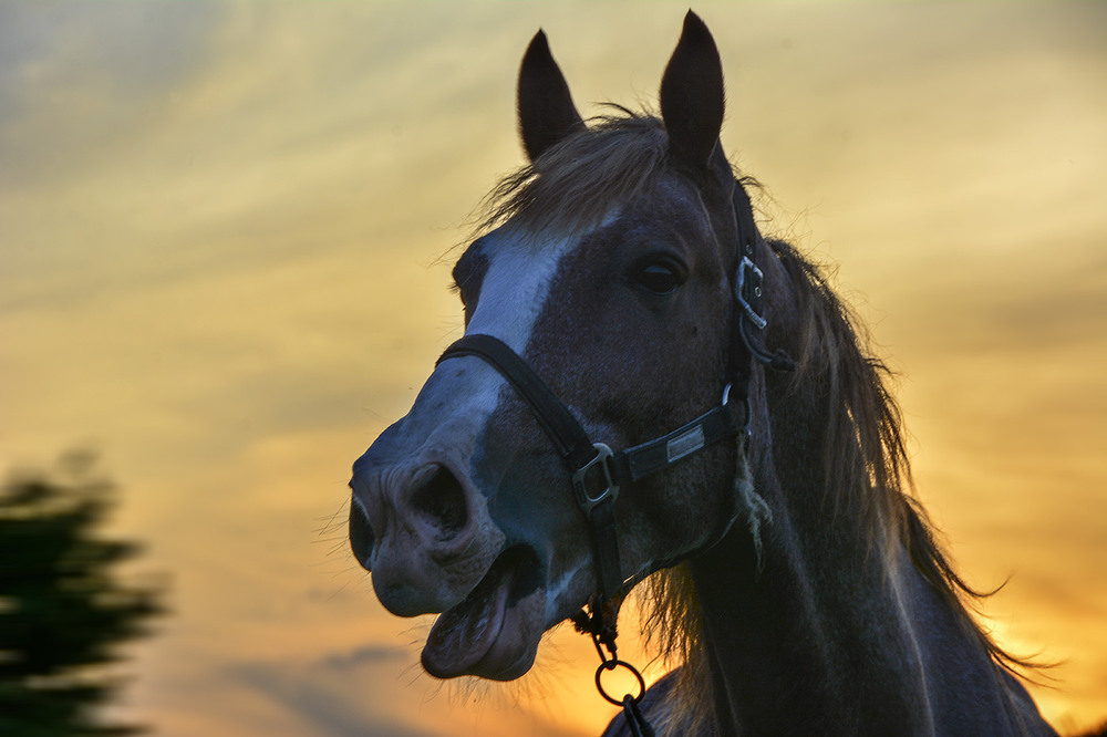 Фотографія и молвил богатырский конь... человеческим голосом: / Дмитрий Колисниченко / photographers.ua