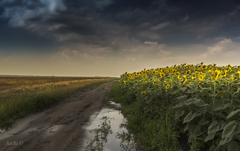 Фотографія Гроза прошла / Archi / photographers.ua