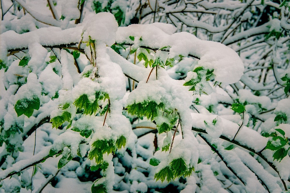 Фотографія Примхи зими 4 / Ігор Кульчицький / photographers.ua