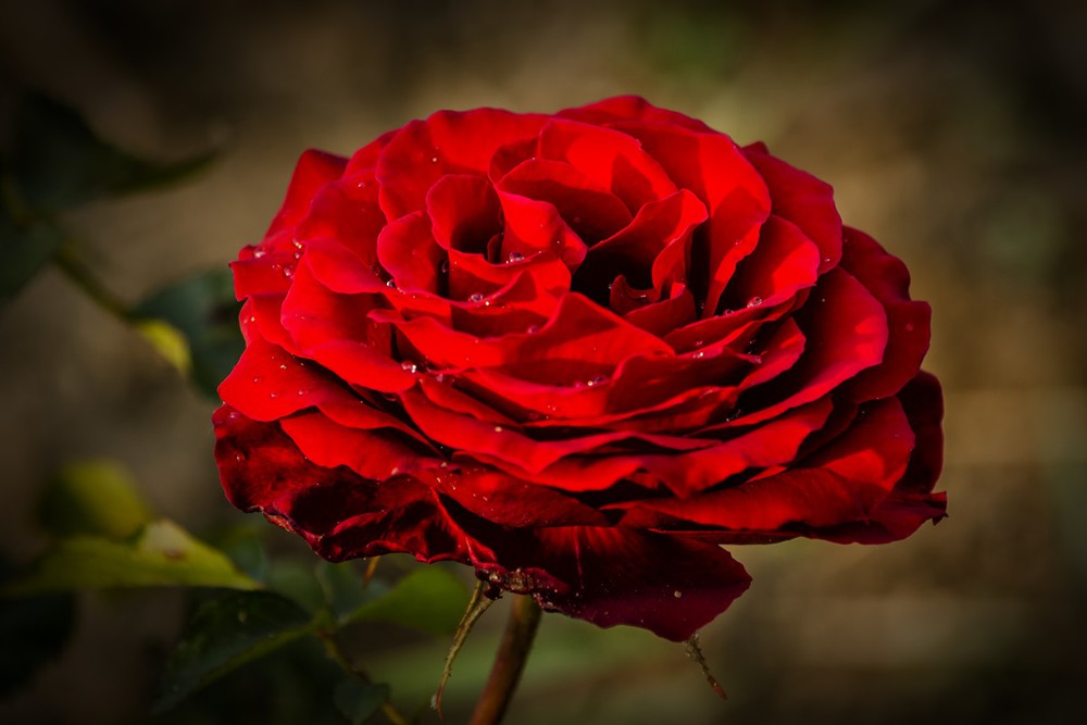 Фотографія Краса троянди 03 / Ігор Кульчицький / photographers.ua