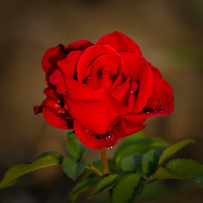 Фотографія Краса троянди 05 / Ігор Кульчицький / photographers.ua