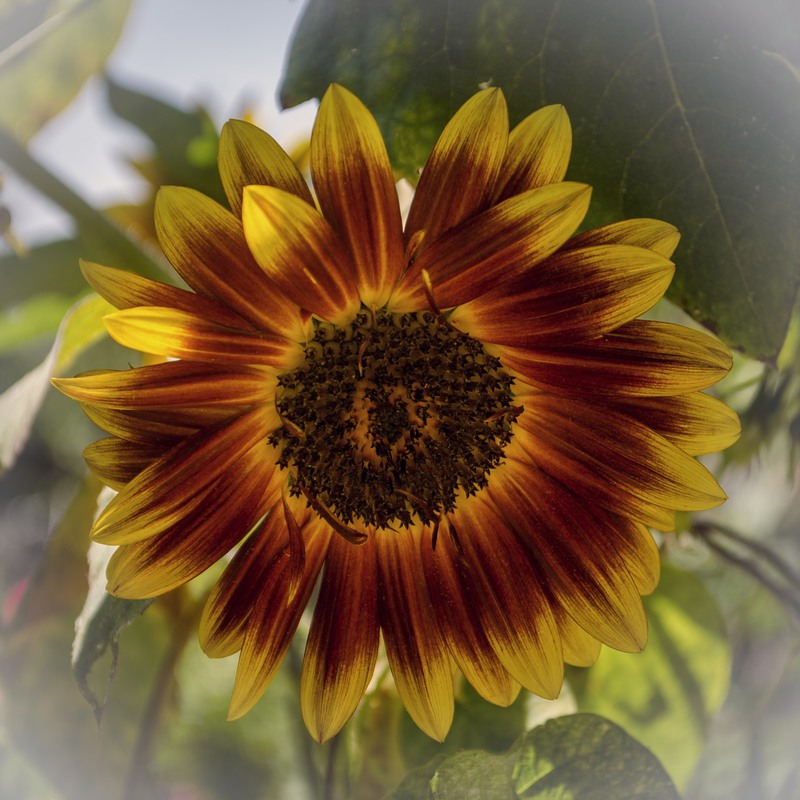 Фотографія Сонце у квітці / Ігор Кульчицький / photographers.ua