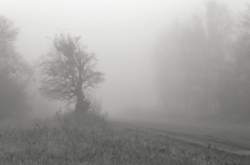 Фотографія В туман... / Ігор Кульчицький / photographers.ua